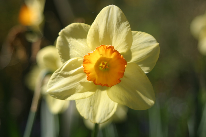 IMG_1362-flower