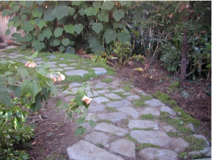 Path